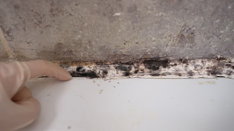 Professional Mold Inspection, Removal & Remediation in Brooks, KY